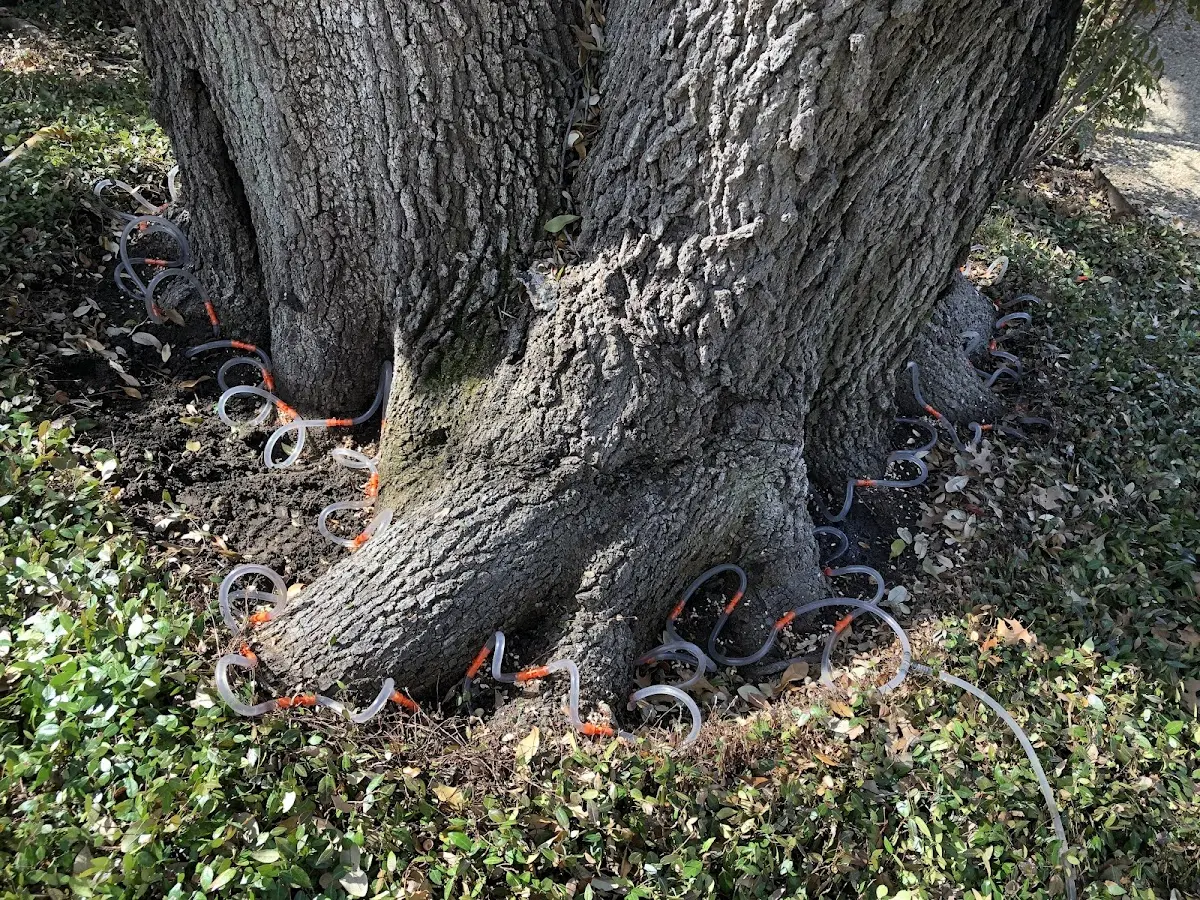 Detailed Tree Cabling and Bracing job site in Eakly