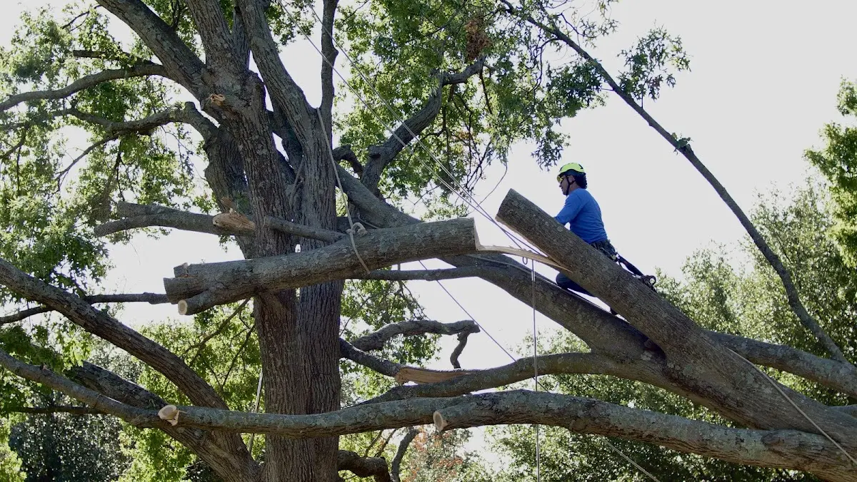 Professional Crown Thinning performed by certified arborists in Eakly
