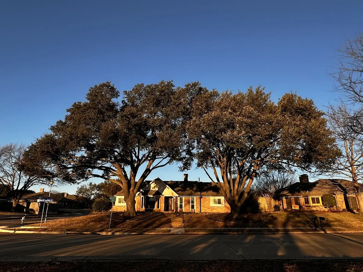 Established residential canopy tree shading a home in Eakly